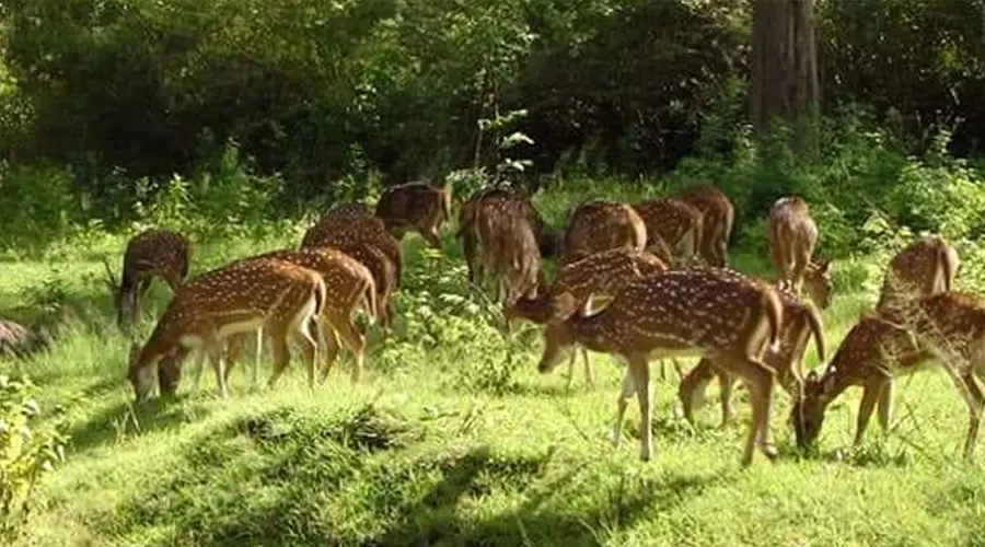 Kotagarh Wildlife Sanctuary